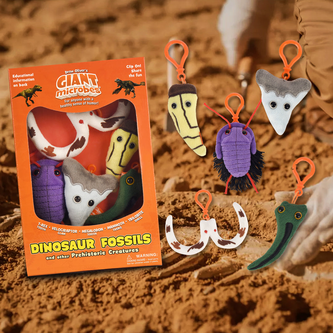 Dinosaur Fossils Gift Box