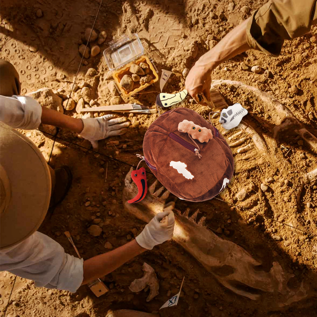 T. Rex Fossil Dig