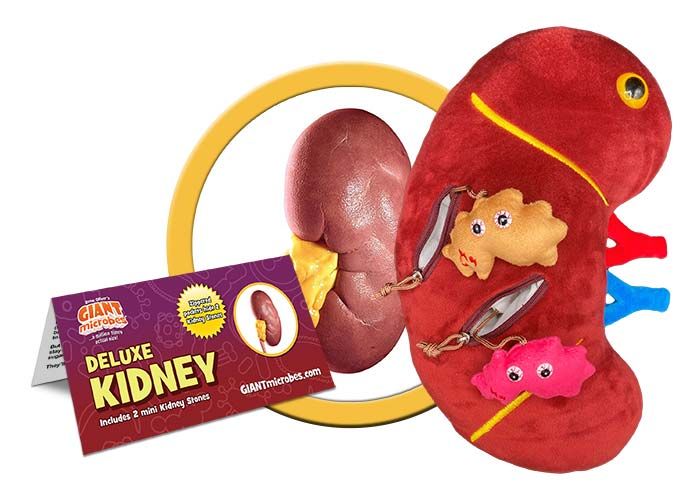 Deluxe Kidney