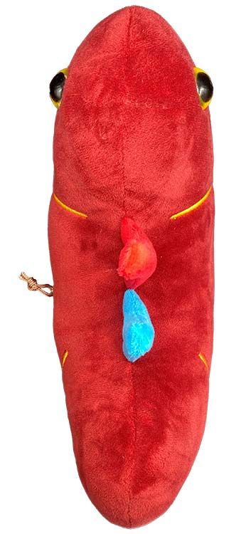 Deluxe Kidney