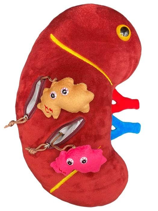 Deluxe Kidney