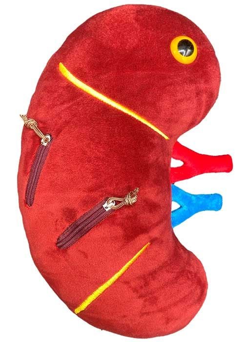 Deluxe Kidney