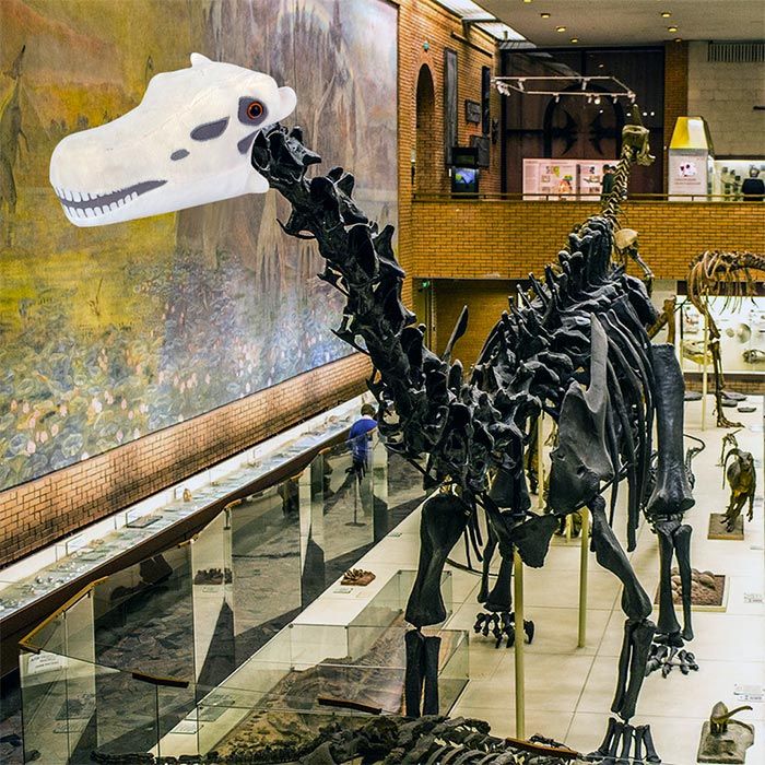 Diplodocus Skull