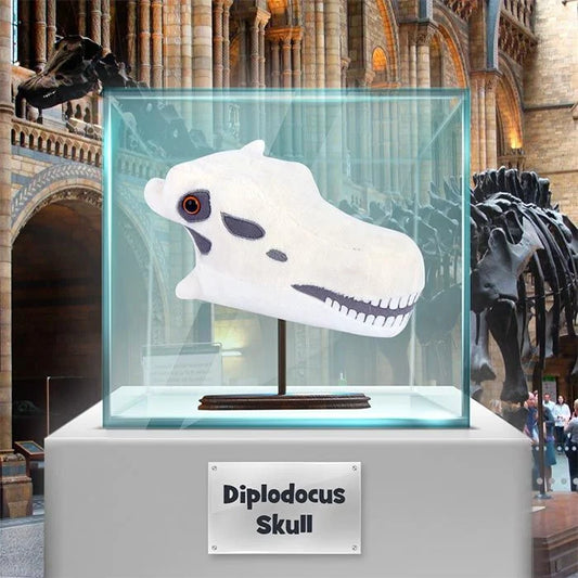 Diplodocus Skull