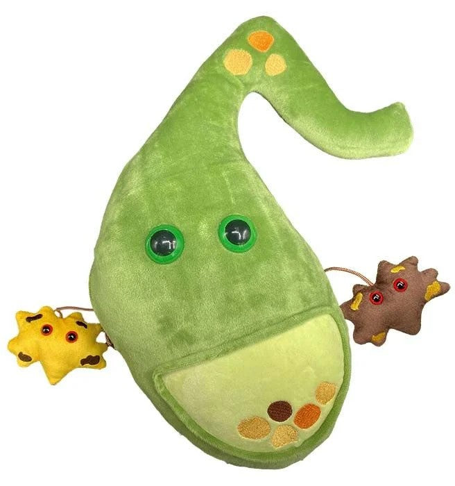 Deluxe Gallbladder