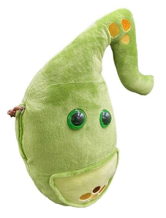 Deluxe Gallbladder