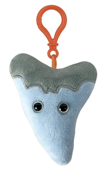 Megalodon Tooth Keychain