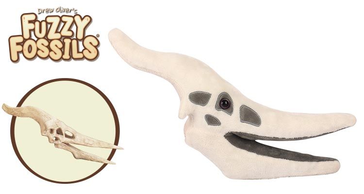 Pteranodon Skull