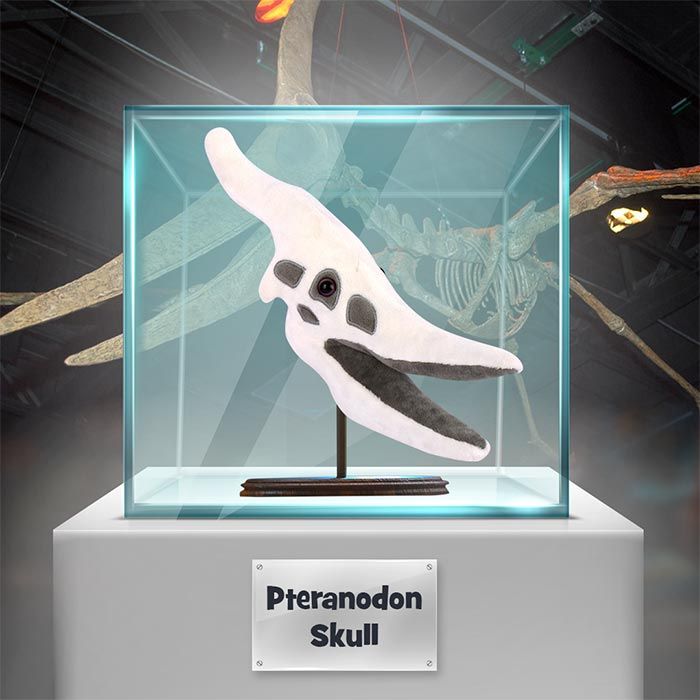Pteranodon Skull
