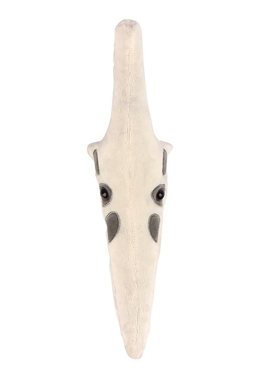 Pteranodon Skull