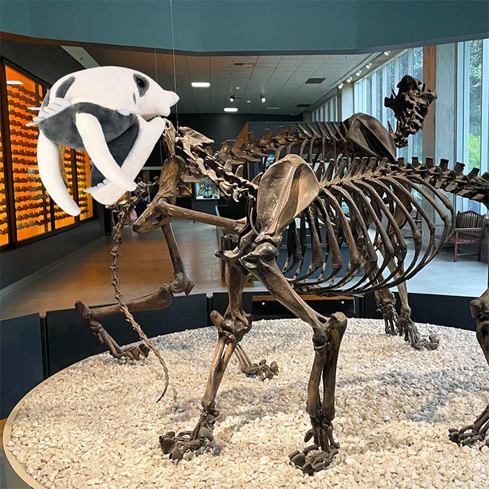 Smilodon Skull (Saber-Toothed Tiger)