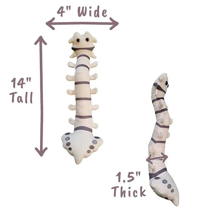 Spine