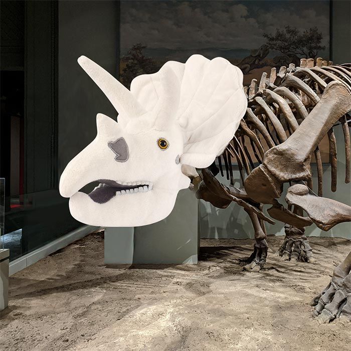 Triceratops Skull