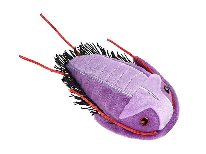Trilobite (Asaphiscus Wheeleri)