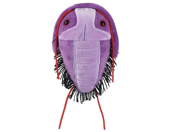 Trilobite (Asaphiscus Wheeleri)