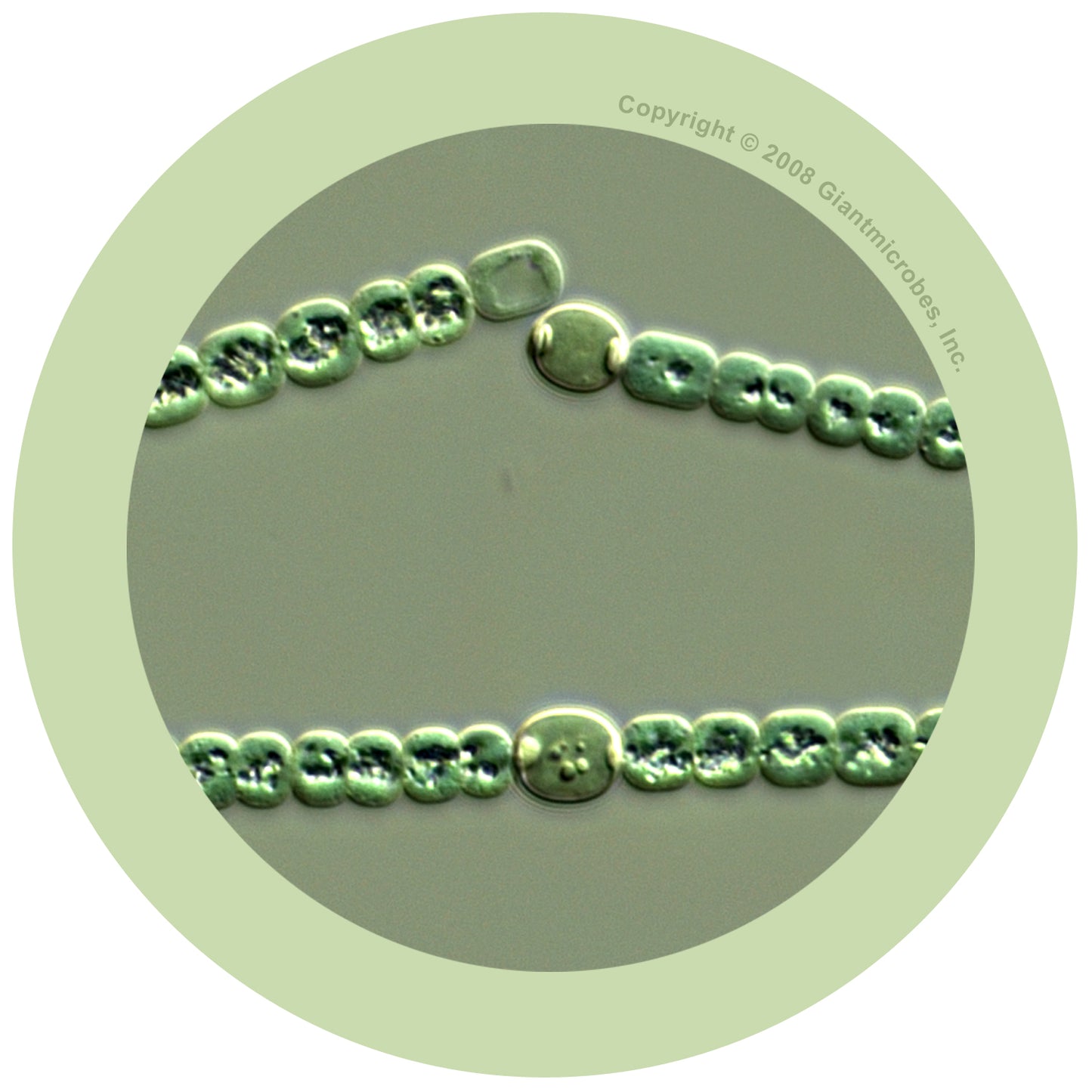 Algae (Anabaena)