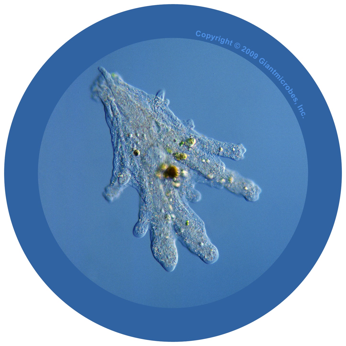 Amoeba (Amoeba Proteus ) - Blue