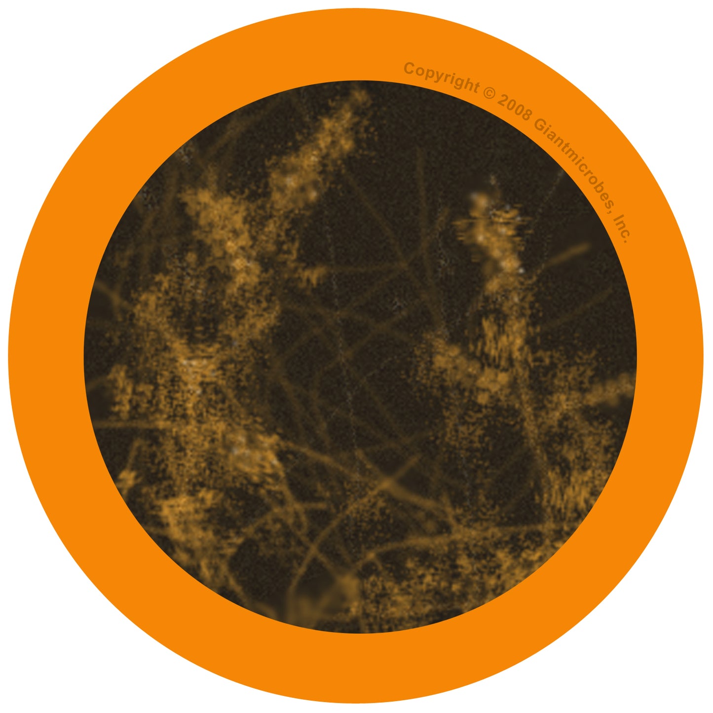 Athlete's Foot (Trichophyton Mentagrophytes)
