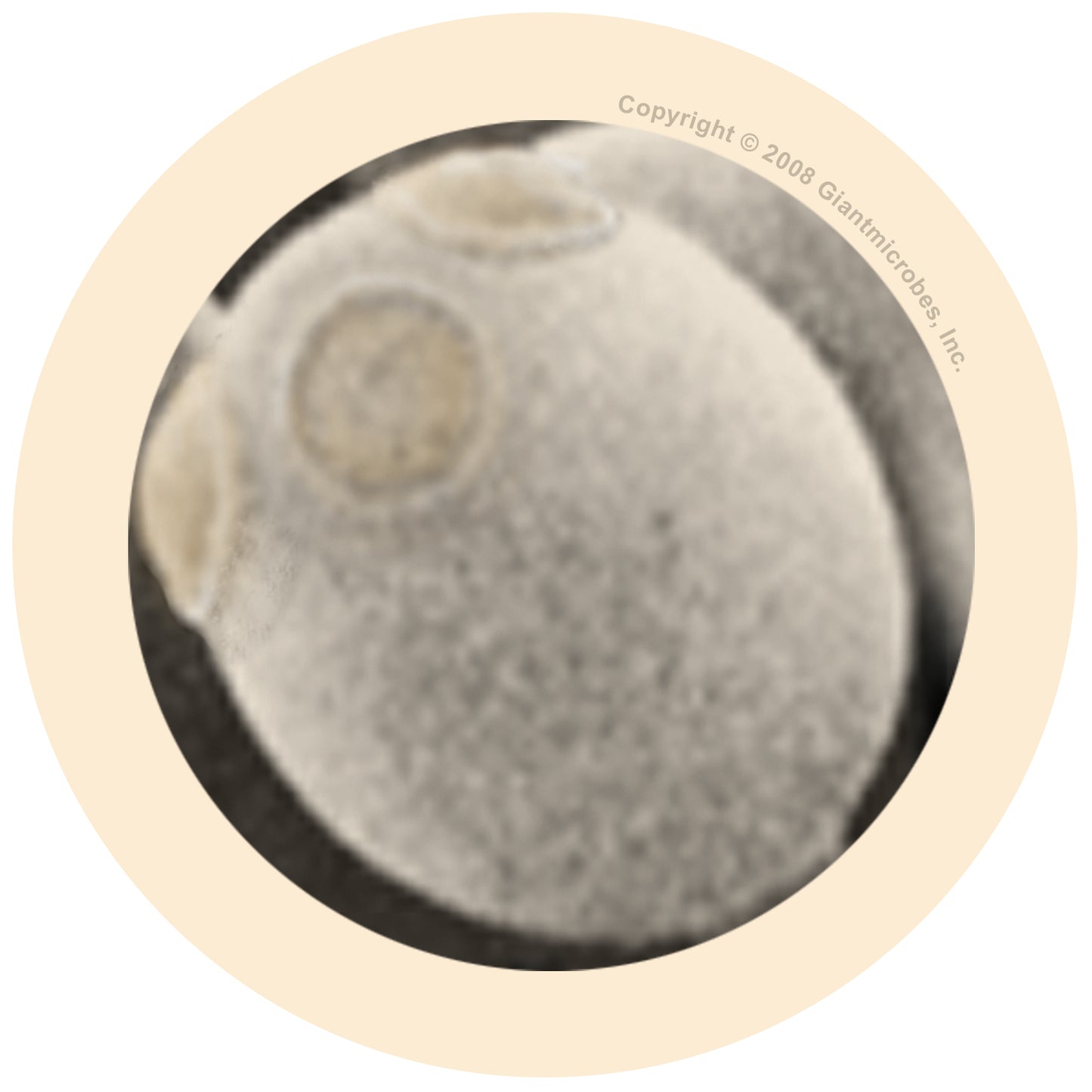 Beer and Bread key chain (Saccharomyces Cerevisiae)
