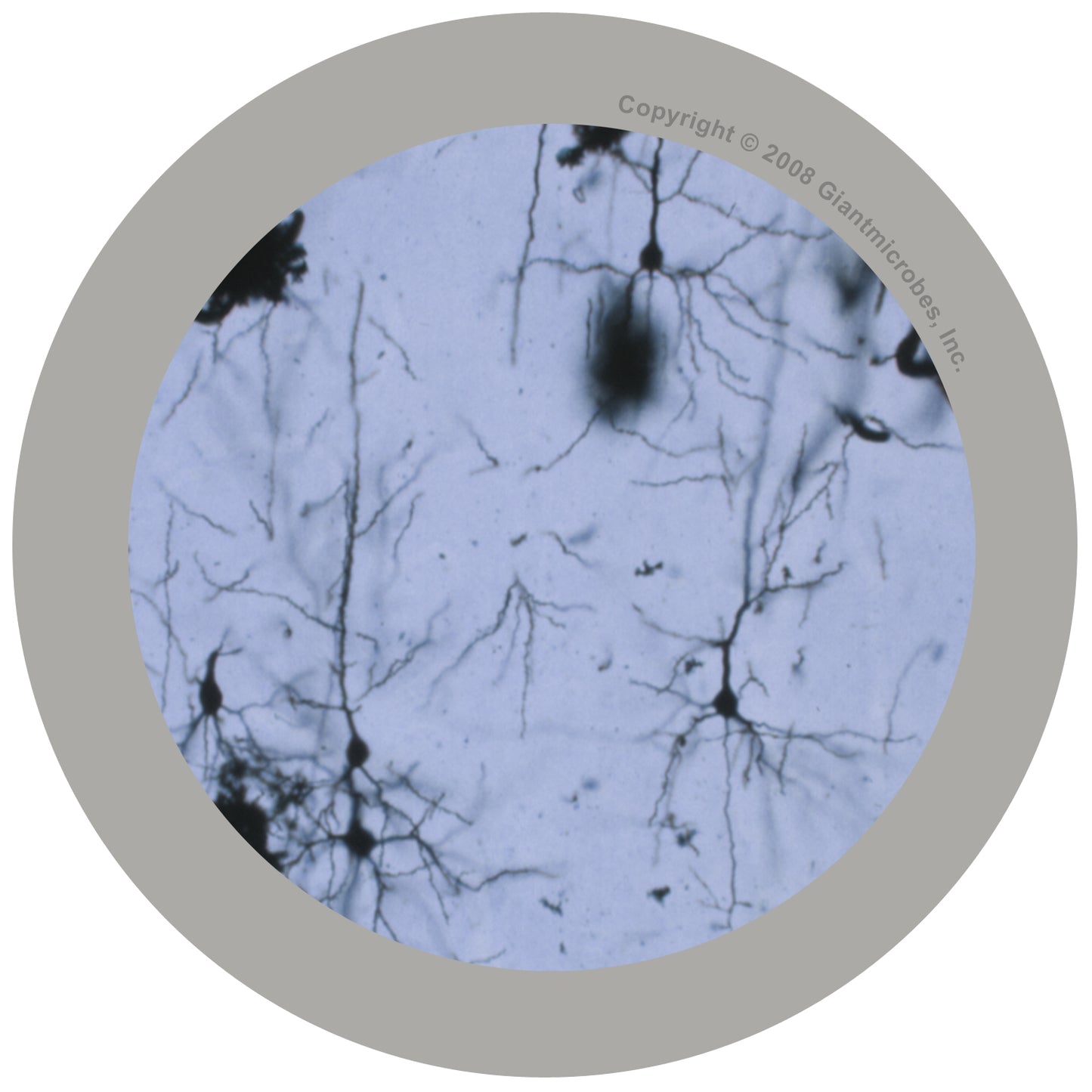 Grad Brain Cell - Key Chain (Neuron)