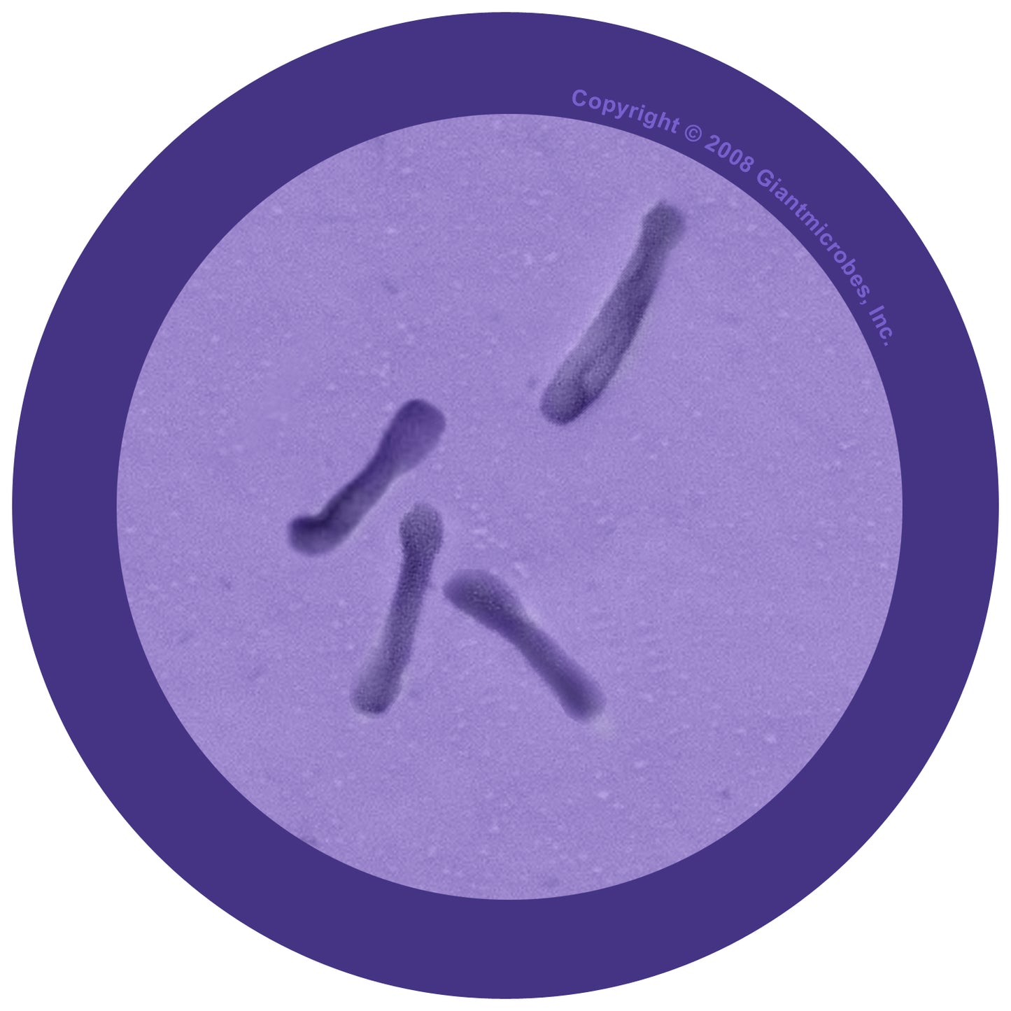 C. Diff (Clostridium Difficile)