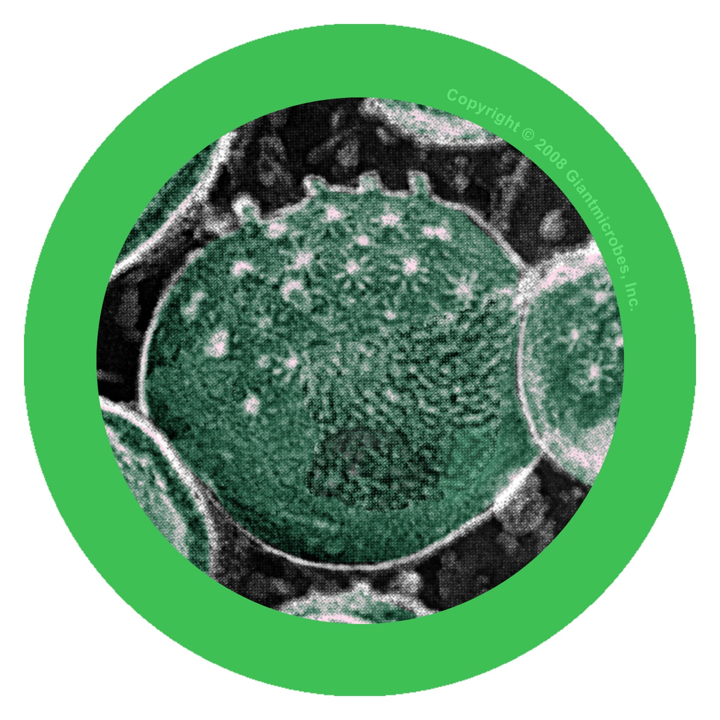 Chlamydia key chain (Chlamydia Trachomatis)