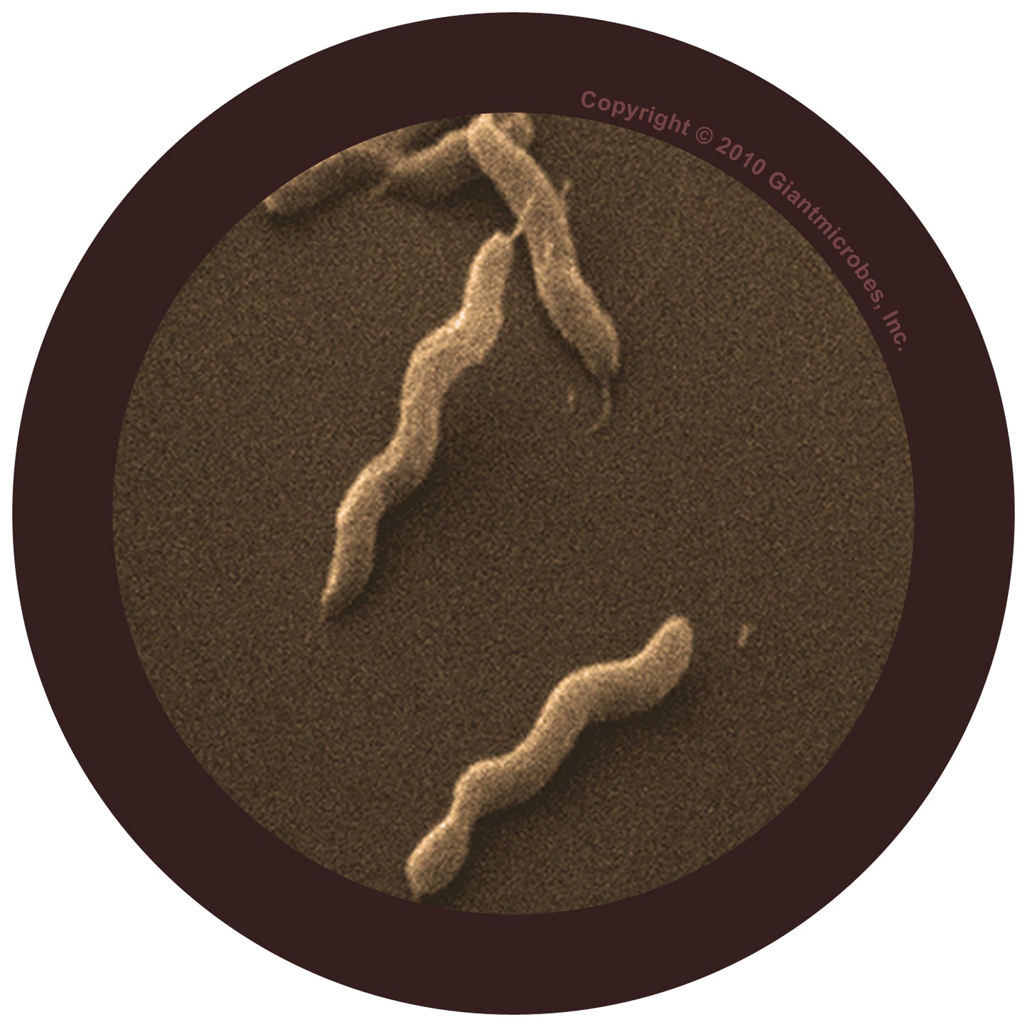 Diarrhea (Campylobacter Jejuni)