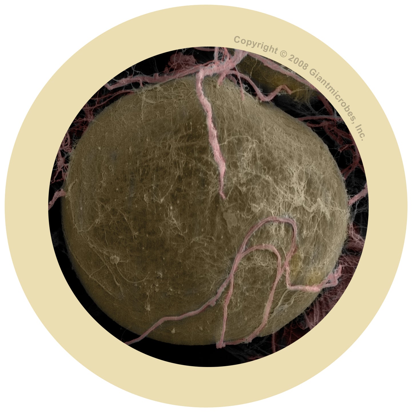 Fat Cell (Adipocyte)