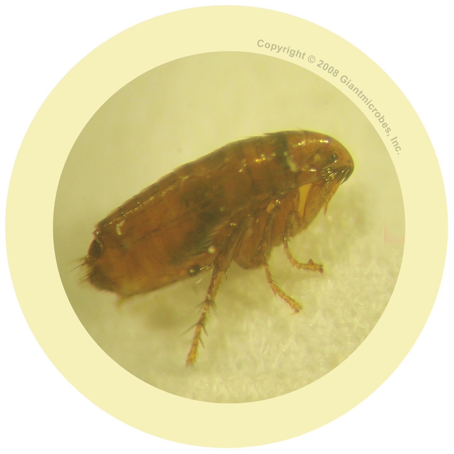 Flea (Ctenocephalides Felis)