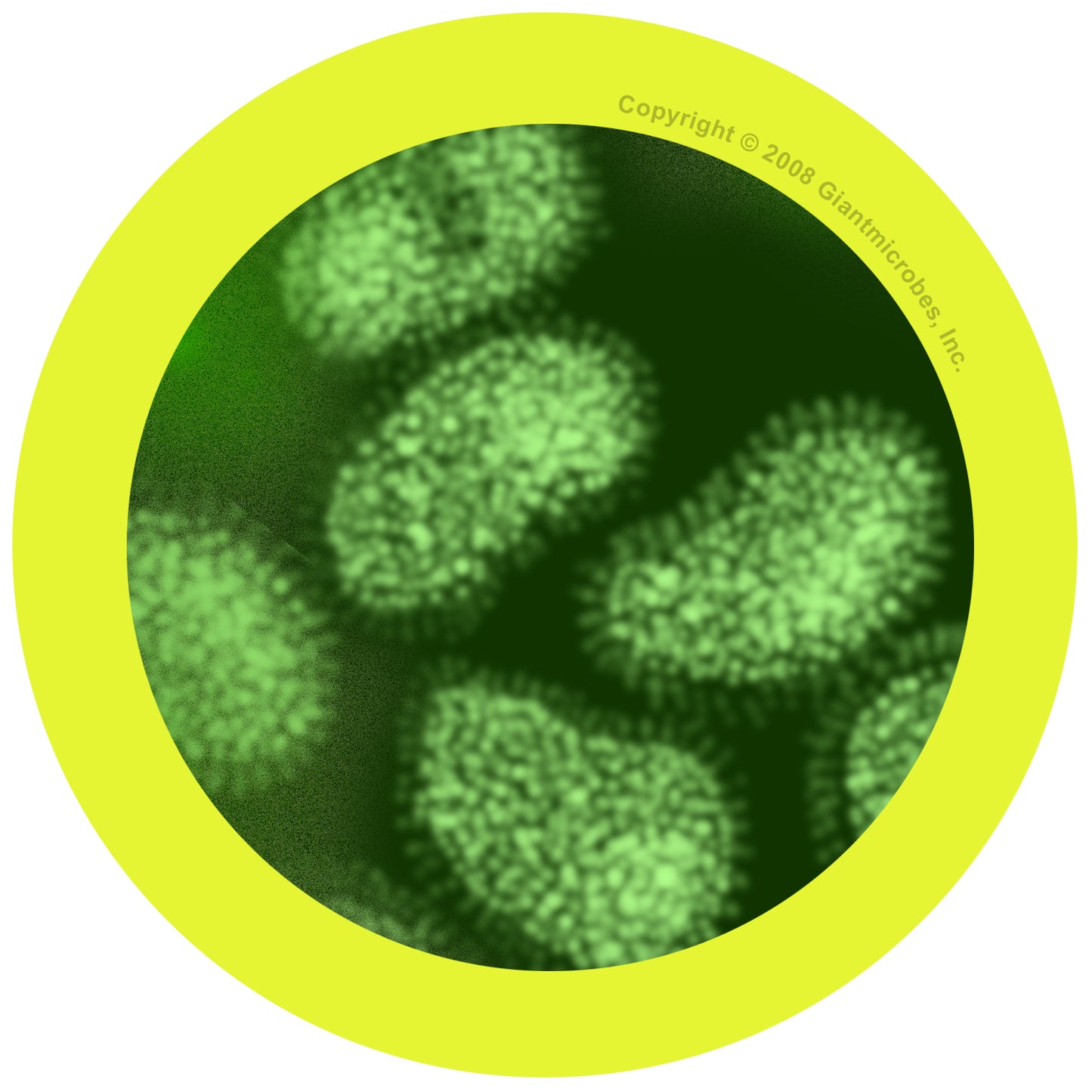 Flu (Orthomyxovirus)