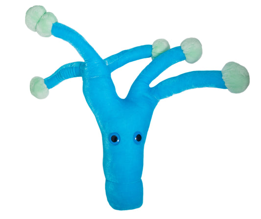 Penicillin (Penicillium Chrysogenum)