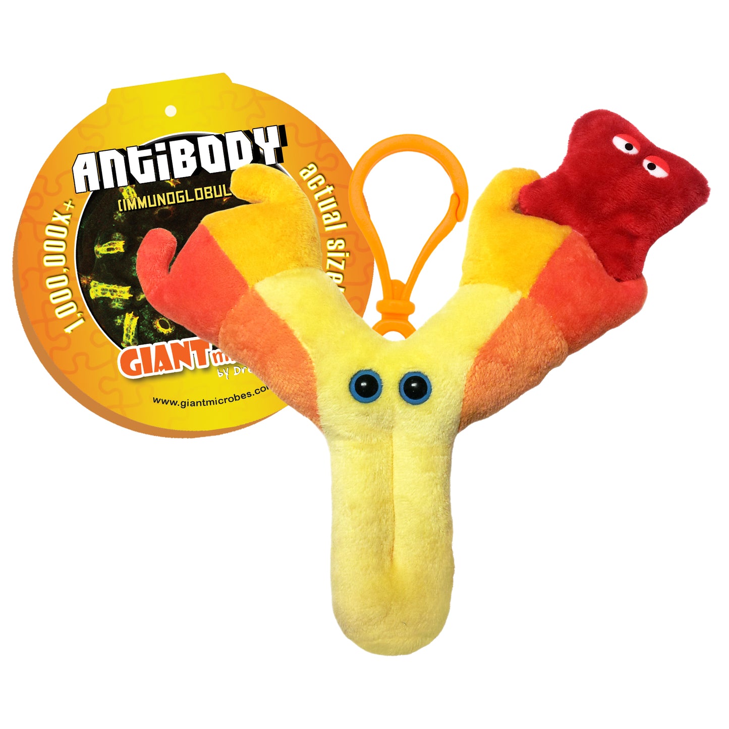 Antibody (Immunoglobulin)