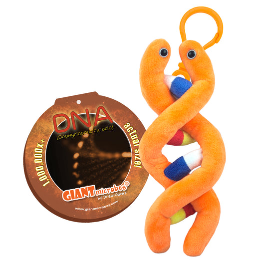 DNA Key Chain (Deoxyribonucleic Acid)