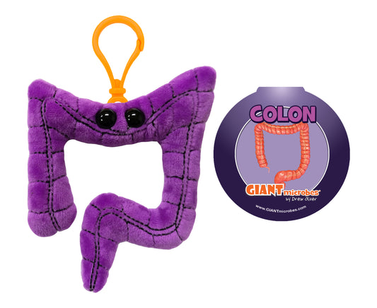 Colon key chain
