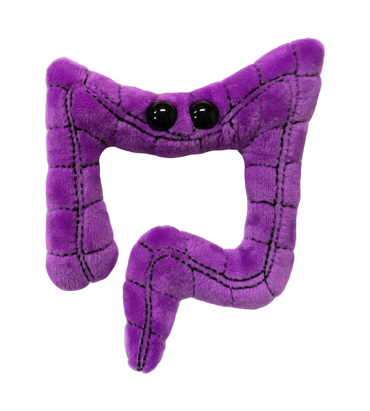 Colon