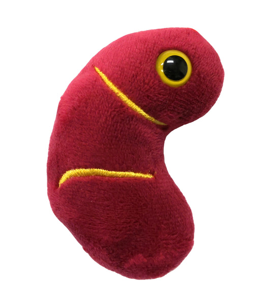 Kidney