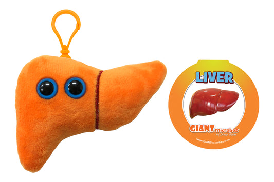 Liver key chain