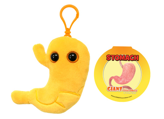 Stomach key chain