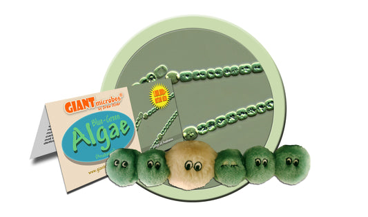 Algae (Anabaena)