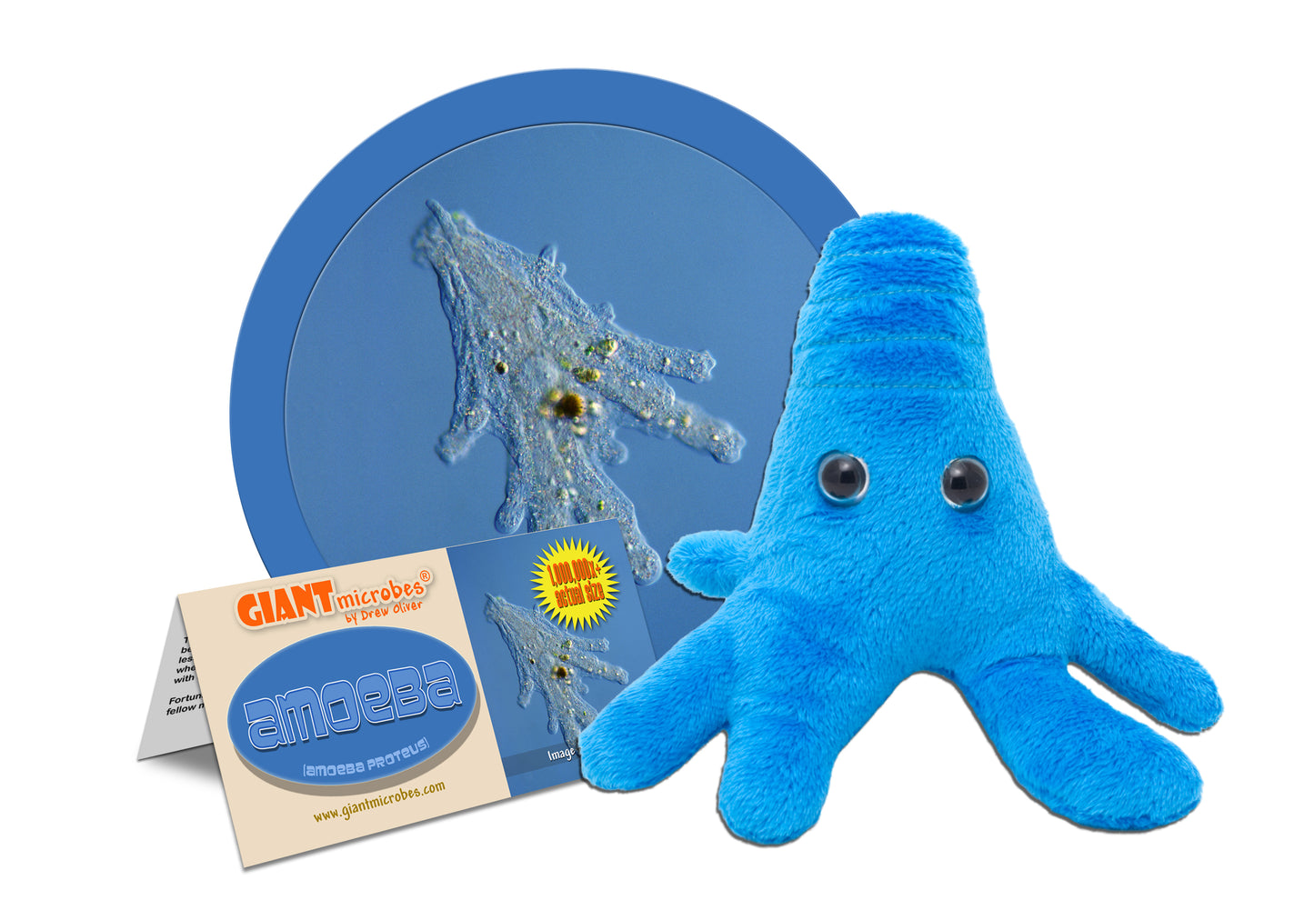 Amoeba (Amoeba Proteus ) - Blue