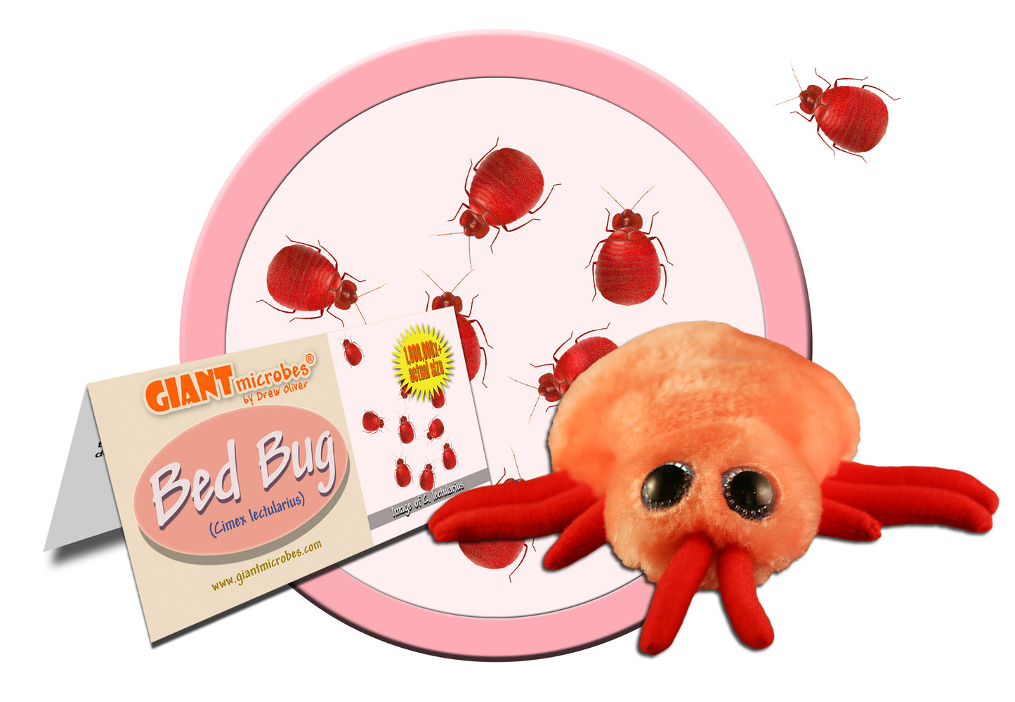 Bed Bug (Cimex Lectularius)
