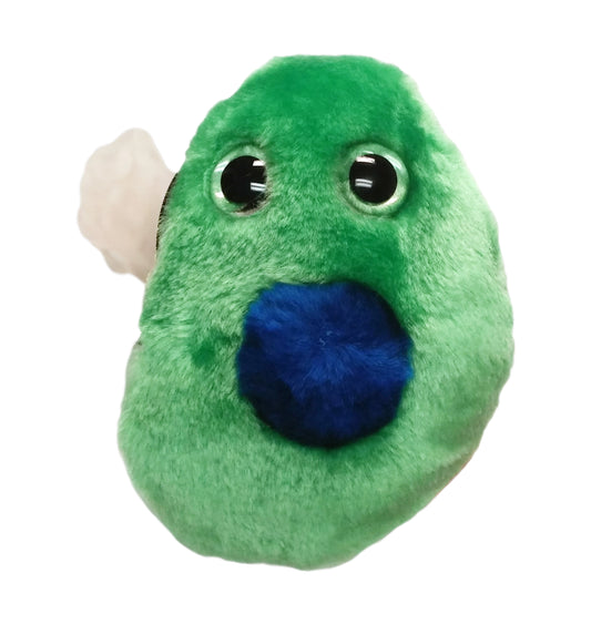 Beta Cell (Diabetes)