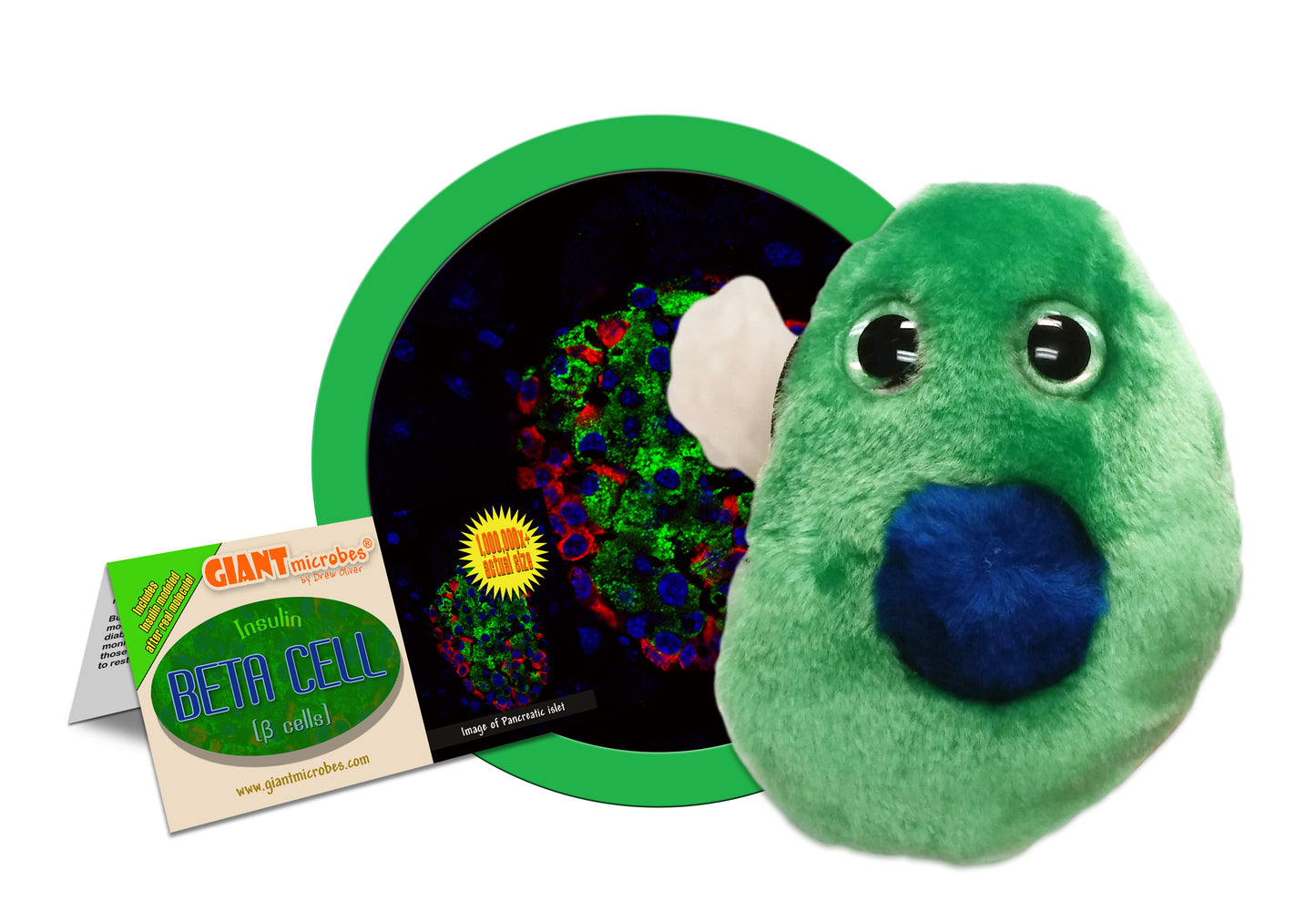 Beta Cell (Diabetes)