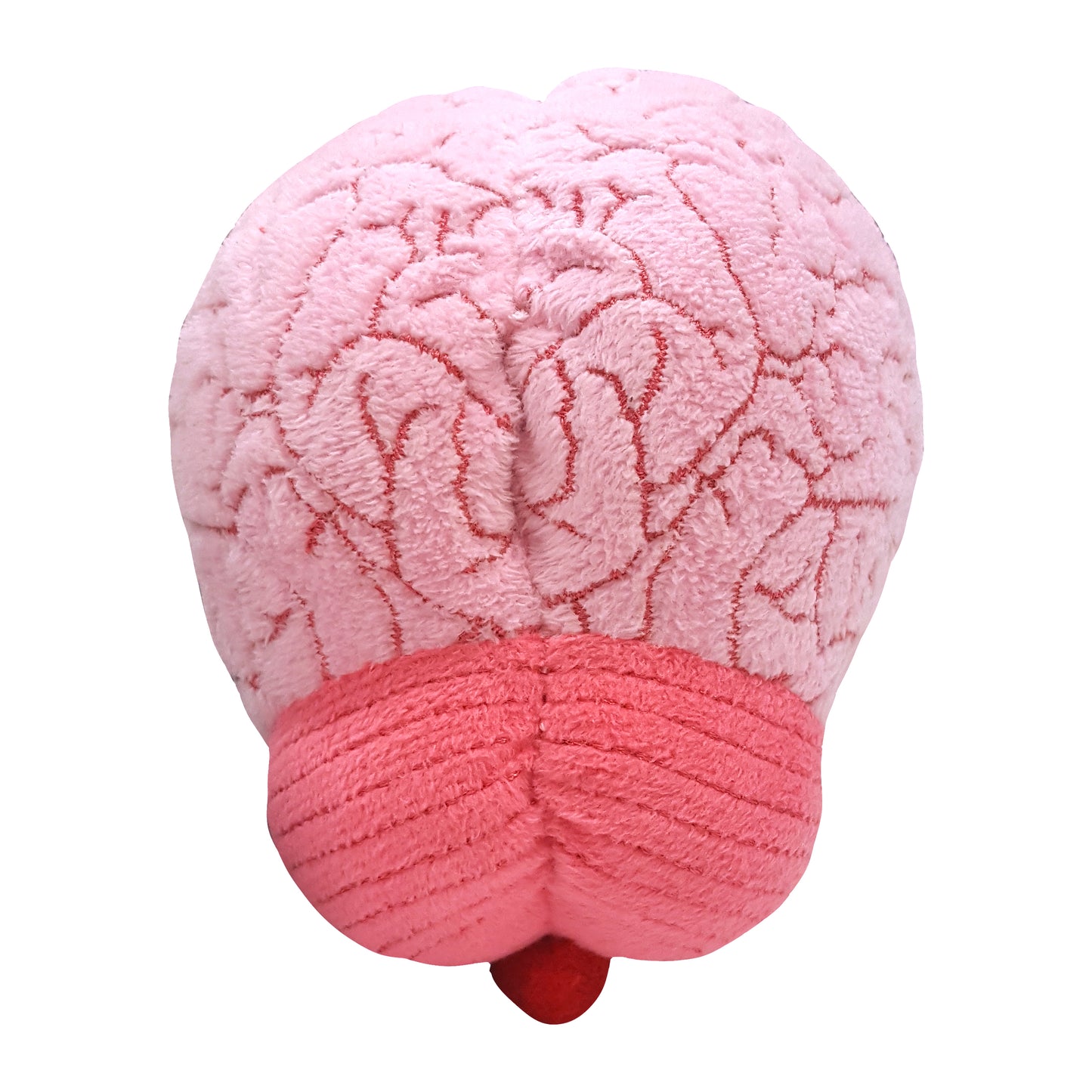 Brain organ
