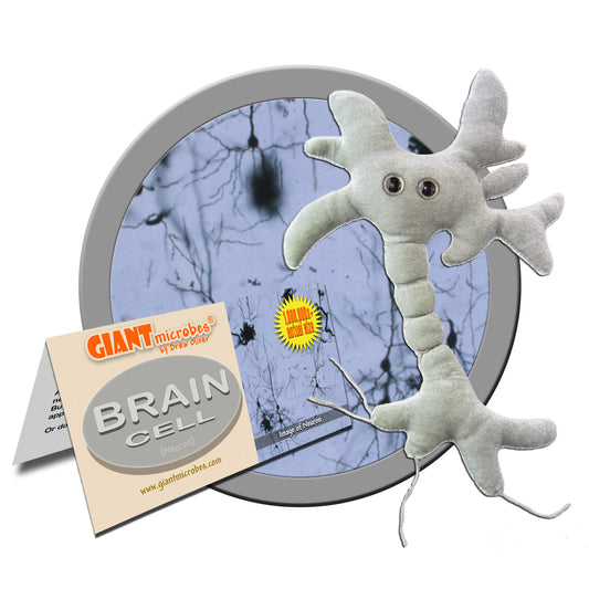 Brain Cell (Neuron)