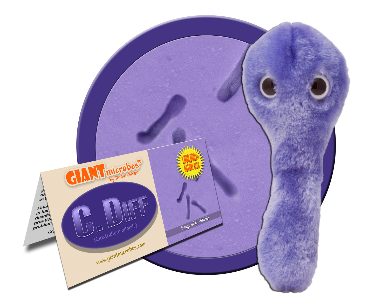 C. Diff (Clostridium Difficile)