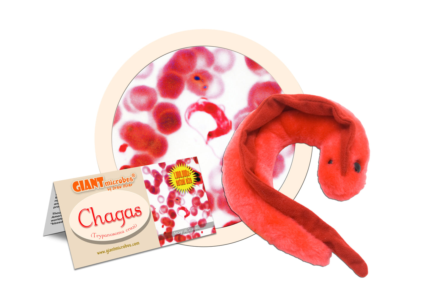 Chagas (Trypanosoma Cruzi)