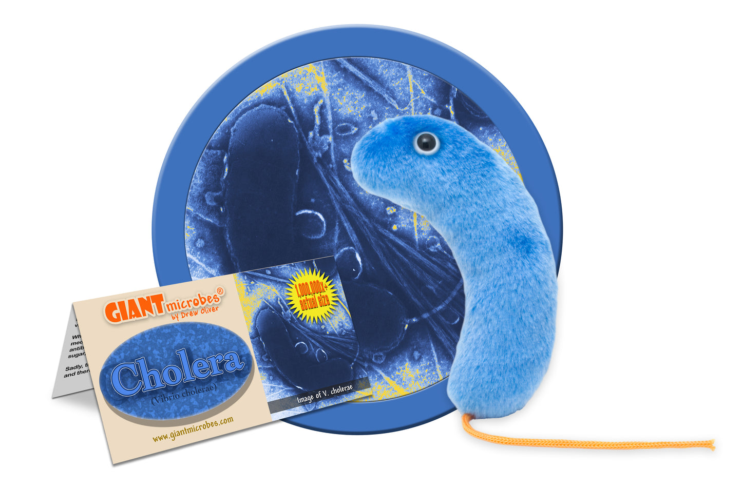 Cholera (Vibrio Cholerae)