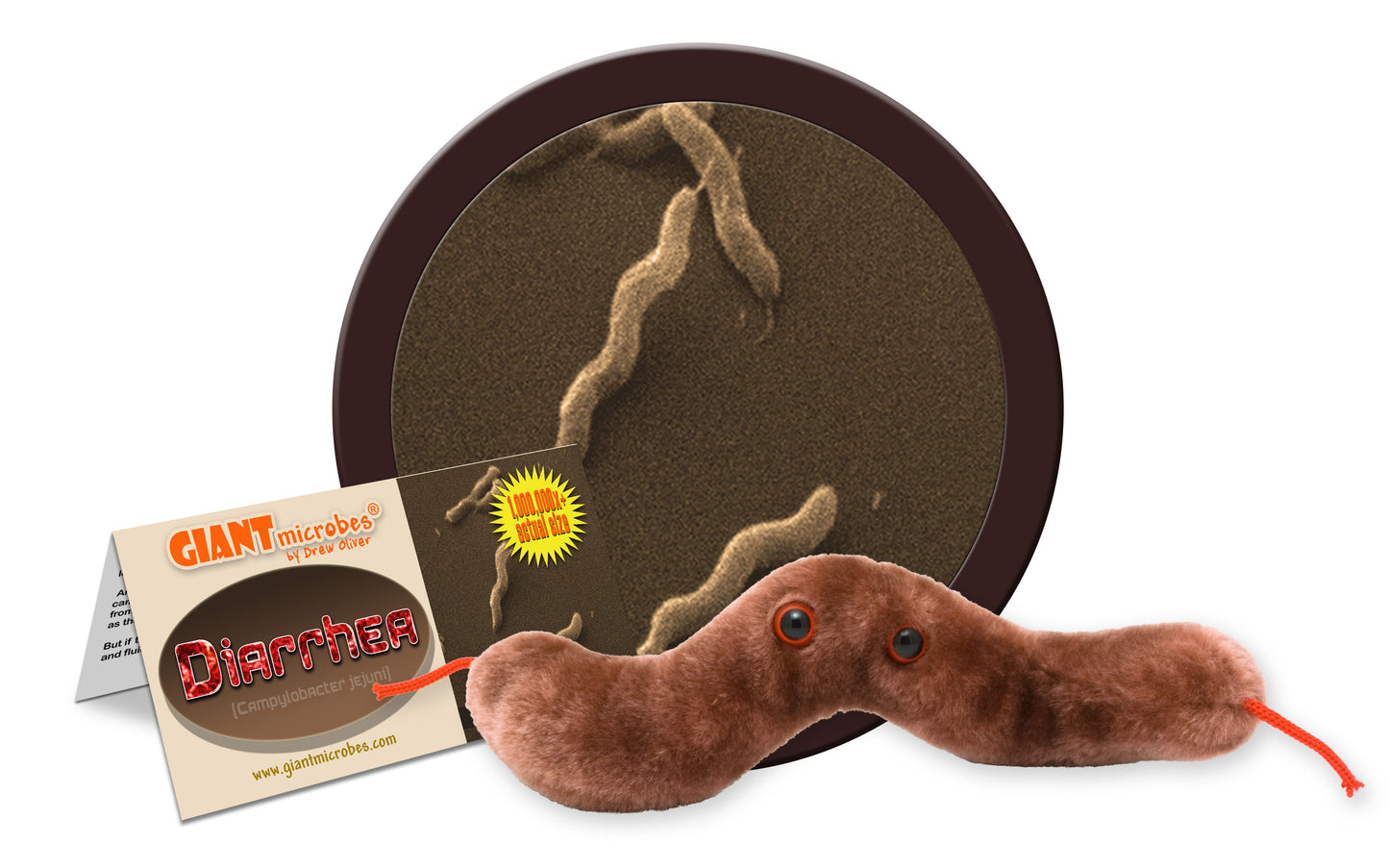 Diarrhea (Campylobacter Jejuni)