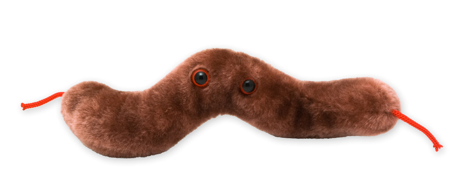 Diarrhea (Campylobacter Jejuni)